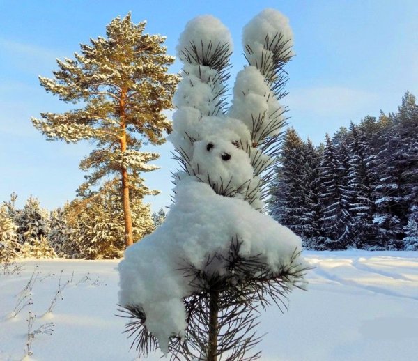 Зимнее чудо