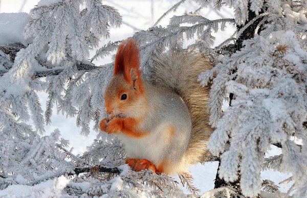 Животные зимой в лесу
