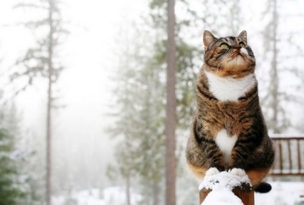Зимние котики
