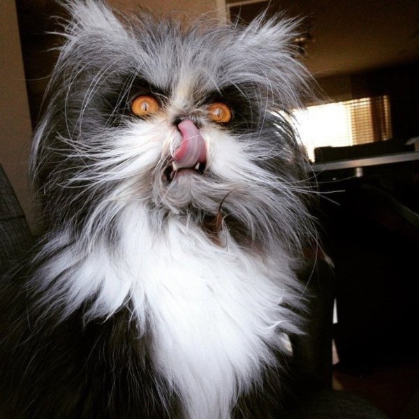 Злая кошка