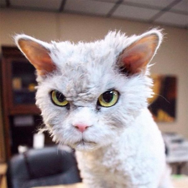 Бешеный кот