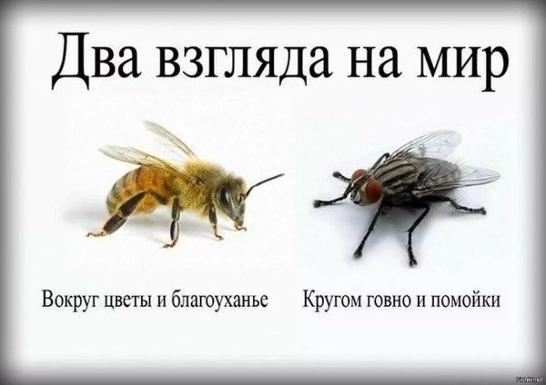 Два взгляда на мир Муха и пчела