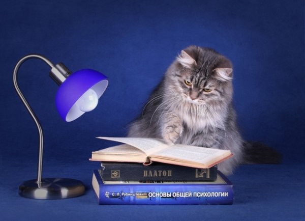 Коты ученые