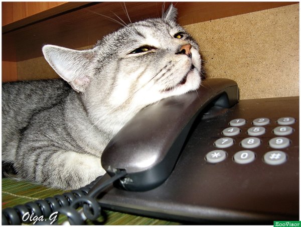 Котик ждет звонка