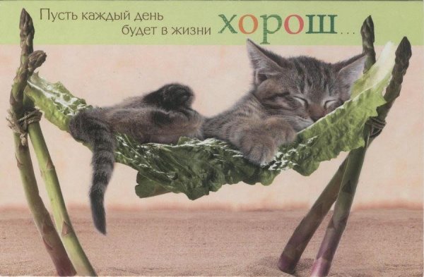 Хорошего дня с котом